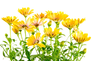 Fototapeten Closeup of isolated yellow Osteospermum flower blossoms © manfredxy