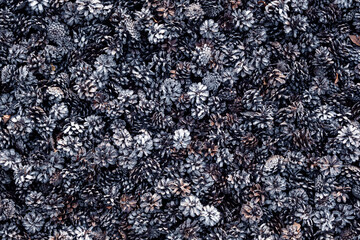 The texture of the cones. Dense background from pine cones. Solid background of pine cones