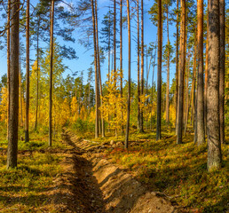Obraz premium Pine forest with leafy undergrowth in golden autumn