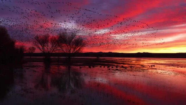 Hundreds of Snow Geese flying just before sunrise at Bosque del Apache wildlife refuge