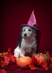 A white dog in a witch's hat sits near pumpkins. The dog poses for a Halloween photo shoot