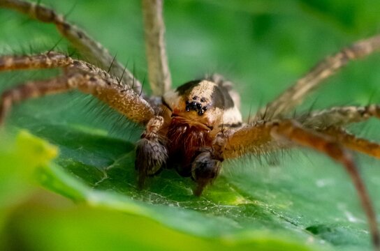 Macro shot of Zora spinimana, a prowling spider of the family Miturgidae.
