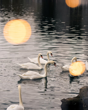 Swan Family Swimming In The Lake In Orlando, Miami