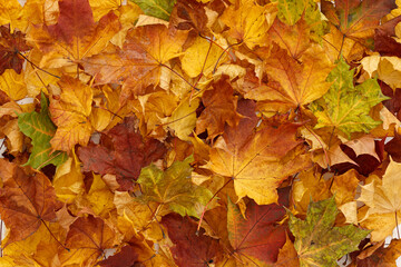 Naklejka na ściany i meble Bright multicolored maple leaves lying on wooden background. Top view of the red, orange, yellow and green leaves of the maple. Bright colors of Autumn.