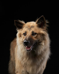 portrait of a cute shaggy dog on a black background in studio. 