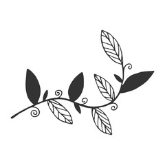 Obraz premium Hand drawn branch with leaves isolated on white background. Decorative doodle sketch illustration. Vector floral element.