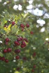 red berries on a branch