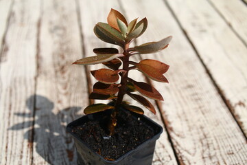 Żyworódka Cynamonowy Niedźwiedź Kalanchoe orgyalis © Perovskia