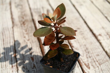 Żyworódka Cynamonowy Niedźwiedź Kalanchoe orgyalis © Perovskia