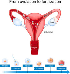 ovulation fertilization and implantation - obrazy, fototapety, plakaty