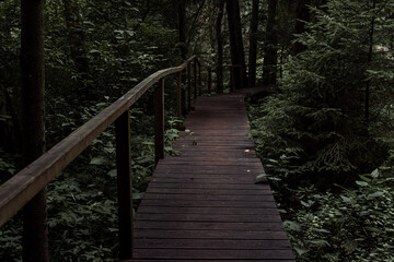 Wooden bridge in forest. Ecotrail. Beautiful landscape. Connection with nature, harmony, calmness...