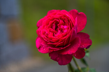 Rote Rose mit Tautropfen