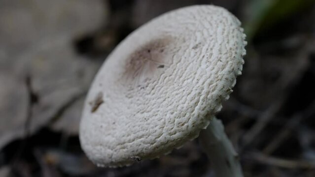 Shield Dapperling in natural environment (Lepiota clypeolaria) - (4K)