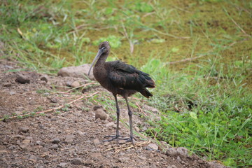 glossy ibis standing on the ground