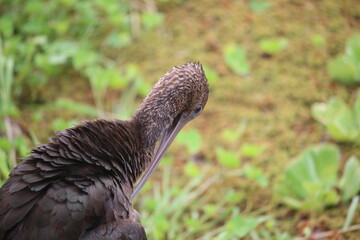 glossy ibis grooming