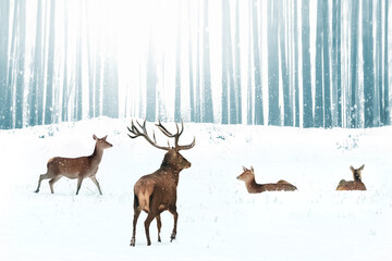 Family of noble deer in a snowy winter forest. Christmas fantasy image in blue and white color.