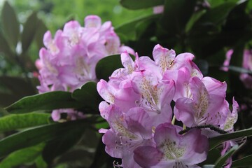 Zur Blütezeit, im Rododendron-Park, bei Wiefelstede. 