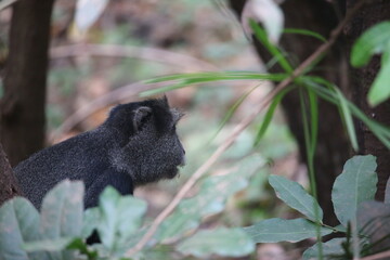 blue monkey in the vegetation