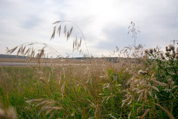Grass in the wind in a field in Alberta