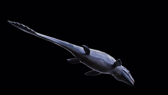Dinosaur Mosasaurus Underwater Swim and Roar Bottom Back View Loop Alpha