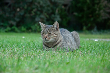 Grey house Cat on grass laying and licking paw