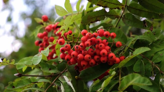 Ashberry tree. Branch of rowan red ripe berries against the sky and green leaves. Close-up. Autumn season. Useful medicinal plant. Outdoors, no people. Nature background. Harvest. Garden. Birds food.