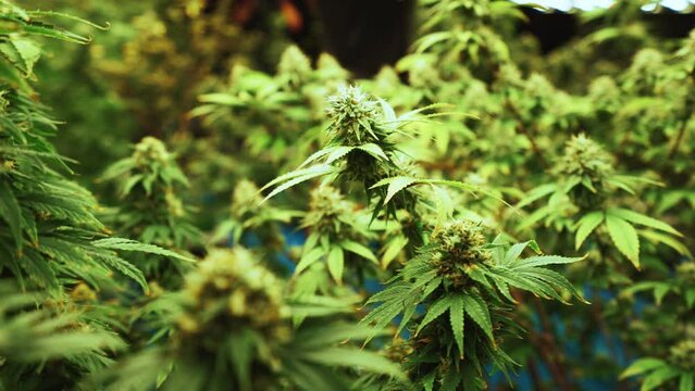 Cannabis plant in curative cannabis weed farm for medical cannabis product . The indoor agriculture farm provide high quality medicinal cannabis production for health care and medicine uses .