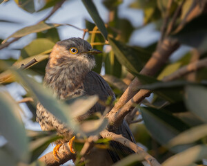 Indian Cuckoo hiding in a tree
