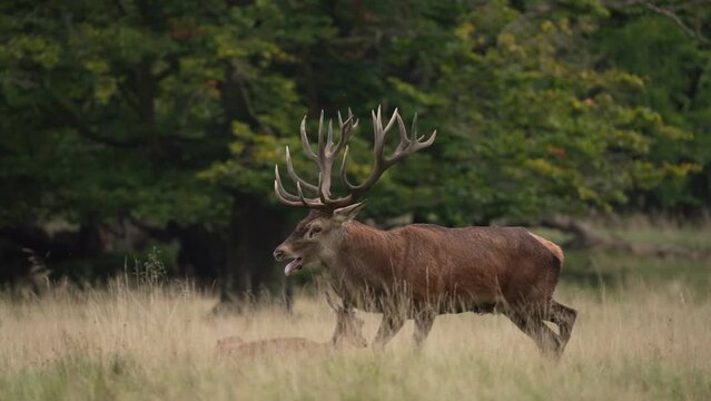 Red deer during rutting time. Deer roaring and marking territory. Wildlife in autumn. 