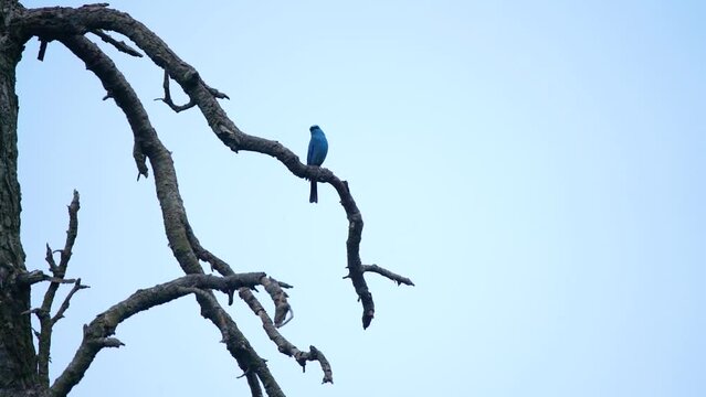 Close-up shot of beautiful blue robin bird siting on tree and flying in slow motion 
