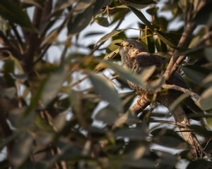 An Indian Cuckoo in a tree