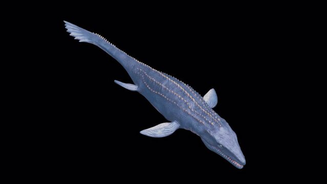 Dinosaur Mosasaurus Underwater Swim and Roar Top Front View Loop Alpha