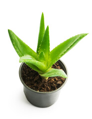 Green leaves of aloe plant close up