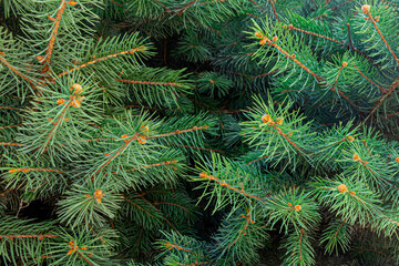 Naklejka na ściany i meble Branches with green, fluffy spruce needles