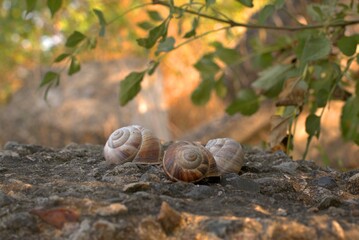 Snails on the slope, big snails are located on a large black stone, selective focus, bokeh