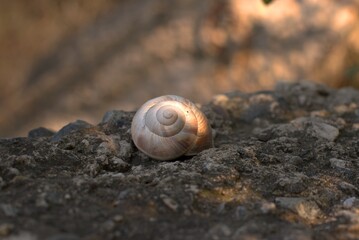 Snail on the slope, big snail on a large black stone, selective focus, bokeh