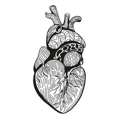 Hand Drawn Sketch of Human Heart on a white. Engraved anatomical heart flash tattoo or print.