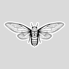 Hand Drawn Cicada insect. Sketch vector of big insect.