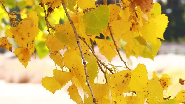 Golden fall leaves rustling on a cottonwood tree