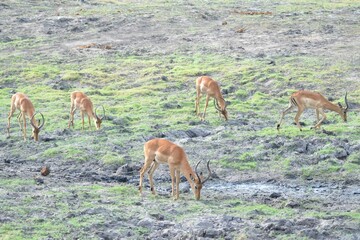 Naklejka na ściany i meble Herd of browsing impala, chobe national park