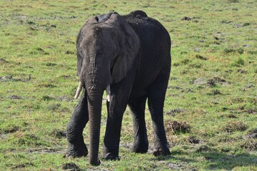 Little african elephant, chobe national park