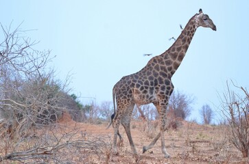Walking giraffe at chobe national park, Botswana
