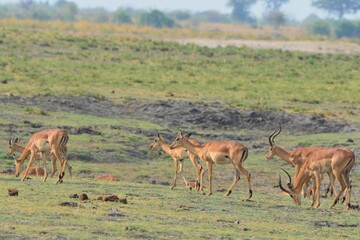 Naklejka na ściany i meble Herd of browsing impala, chobe national park