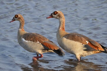 Obraz premium Egyptian goose at chobe river, botswana