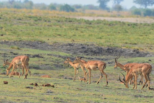 Herd Of Browsing Impala, Chobe National Park