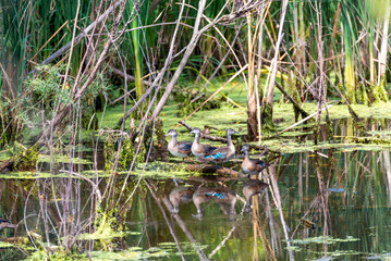 Young Wood Ducks On The River In Late August
