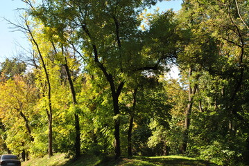 Obraz premium sun shining through trees