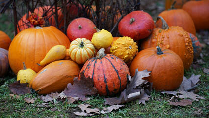 Modern autumn garden decoration, mix of orange, yellow, green pumpkins, autumn colours ideas concept