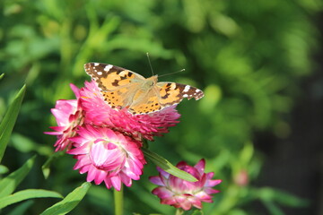 Butterfly of Vanessa cardui collecting nectar on flower