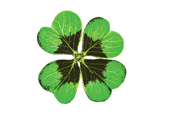 Green clover isolated. Vector illustration.
